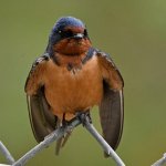 Swallow5.jpg