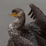 Cormorant2.jpg