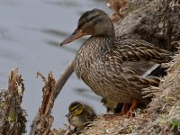 Mallard2.jpg