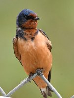 Swallow4.jpg