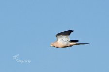 05-03-21-CR_D500744-ON1.jpg