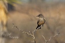 05-03-21-CR_D500749-ON1.jpg
