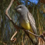 Kingbird3.jpg