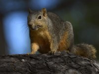 Squirrel.jpg