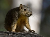 Squirrel4.jpg