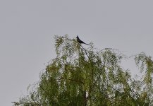 _ROY0584.jpg