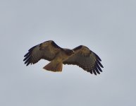 _ROY0633.jpg