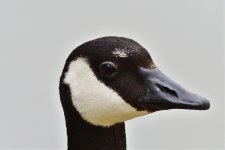 _ROY0819.jpg