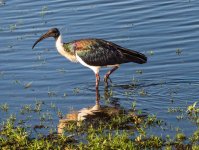 ibis2.jpg