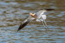 AvocetFlight-853.jpg