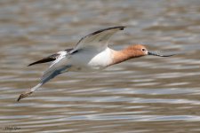 AvocetFlight-854.jpg