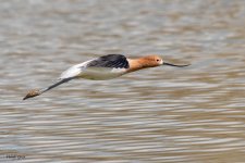 AvocetFlight-855.jpg