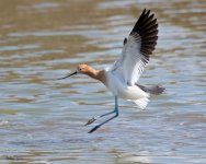 AvocetFlight-856.jpg