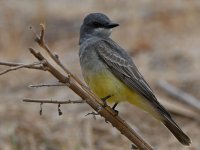 Kingbird3.jpg