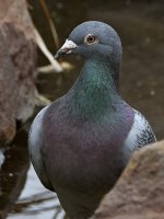Pidgen3.jpg