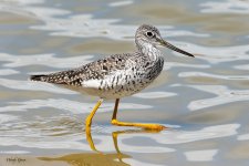 Yellowlegs-854.jpg