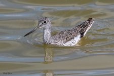 Yellowlegs-856.jpg