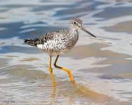 Yellowlegs-855.jpg