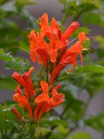 Tecomaria.jpg
