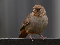 Towhee.jpg