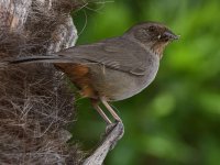 Towhee7.jpg