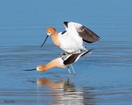 AvocetMating-859.jpg