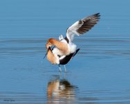AvocetMating-860.jpg