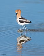 AvocetMating-861.jpg