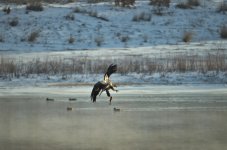 Juvenile Eagle.jpg