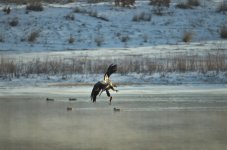 Juvenile Eagle.jpg