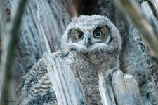 OwlDark-860.jpg