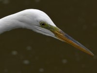 Egret.jpg
