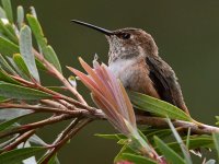 Hummer10.jpg