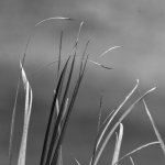 GrassBW.jpg