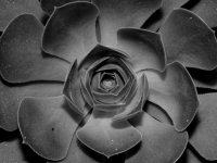 Succulant.jpg