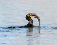CormorantFish-875.jpg