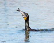 CormorantFish-873.jpg