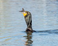 CormorantFish-870.jpg