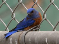 Bluebird.jpg