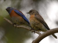 Bluebird2.jpg