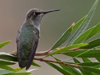 Hummer2.jpg