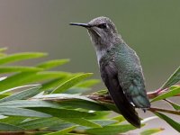 Hummer4.jpg