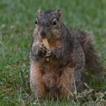 Squirrel4.jpg