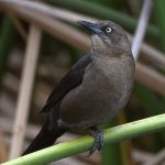 Grackle5.jpg