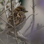 Sparrow4.jpg