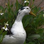 Duck5.jpg