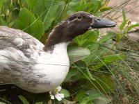 Duck6.jpg