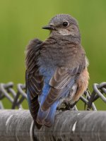 Bluebird.jpg