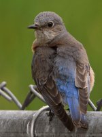 Bluebird4.jpg