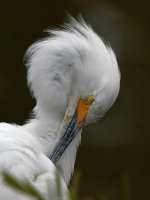 Egret7.jpg